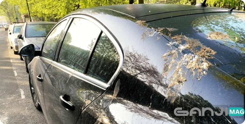 فضولات پرندگان روی درختان