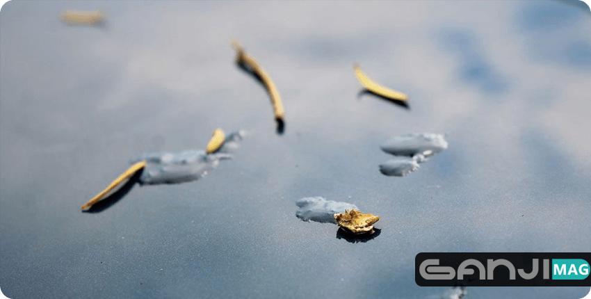 اثر شیره درختان بر بدنه خودرو